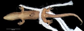 Media type: image; Herpetology R-81119